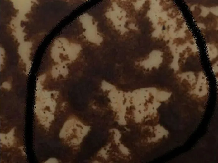 Толкование символов на кофейной гуще